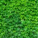 Boston Ivy